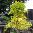 Ginkgo-jen 2010