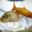 �ervenec 2005 - prvn� koi