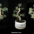 �ervenec 2011