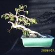 Pikjen rostlina v roce 2006