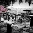 Okrasn� vi�e� - duben 2019