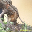 r.2006 - detail kmene