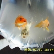�ervenec 2005 - prvn� koi