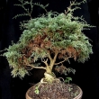 r.2012 - kv�ten