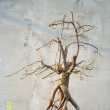 r.2006 - po II.p�esazen�