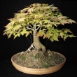r.2012 - �ervenec