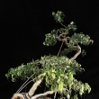 r.2010 - �erven