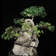 r.2012 - �ervenec
