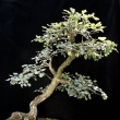 r.2012 - �ervenec