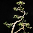 r.2014 - �ervenec