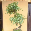 r.2006 - pr�v� p�ivezena
