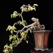 r.2014 - �ervenec
