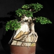 �ervenec 2009