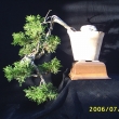 r.2006