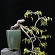 r.2011 �ervenec