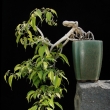 r.2010 - �erven