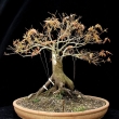 r.2012 - �ervenec
