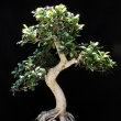 r.2014 - �ervenec
