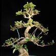 r.2010 - �erven