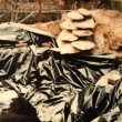 Bezen 2004 - druh naputn