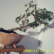Pikjen rostlina v roce 2006