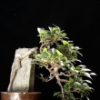 �ervenec 2012