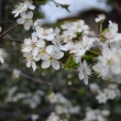 Kone�n� vykvetly i �pendl�ky...
