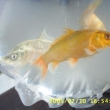 �ervenec 2005 - prvn� koi