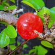 Acerola - plod