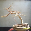 r.2006 - defoliace