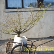 r.2005 - druh� den p�ivezena