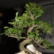 r.2008 - pr�v� p�ivezena