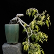 r.2010 - �erven