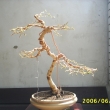 r.2006 - defoliace