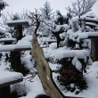 Mume se za��n� probouzet, jaro p�ich�z�...