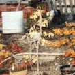 Zakoupen na natvarov�n 2003
